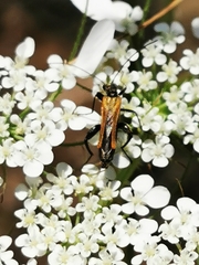Oedemera flavipennis