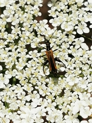 Oedemera flavipennis