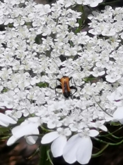 Oedemera flavipennis