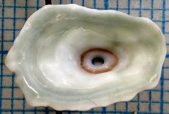 Fissurella barbadensis