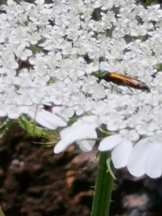 Oedemera flavipennis