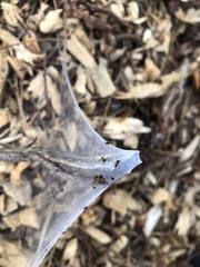 Ostearius melanopygius