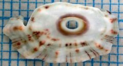 Fissurella barbadensis