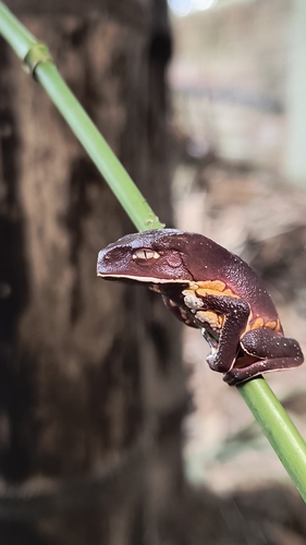 Phyllomedusa bahiana