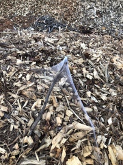 Ostearius melanopygius