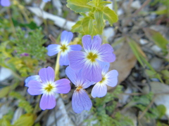 Malcolmia maritima