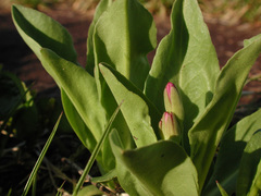 Primula jeffreyi