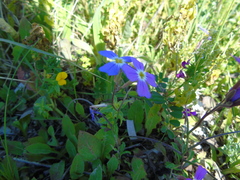 Malcolmia maritima