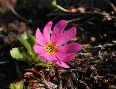 Primula cuneifolia