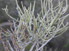 Euphorbia famatamboay, photograph (c) amantedarmanin, some rights reserved (CC BY)