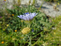 Knautia integrifolia