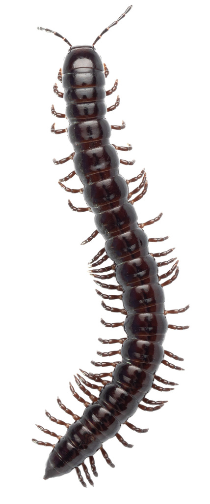 Antichiropus whistleri