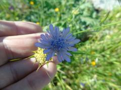 Knautia integrifolia