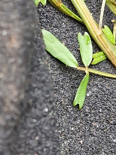 Carmichaelia arborea, photograph 3