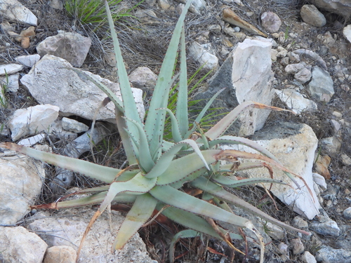 Aloe divaricata, photograph 5