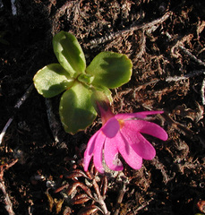 Primula cuneifolia