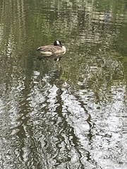 Branta canadensis