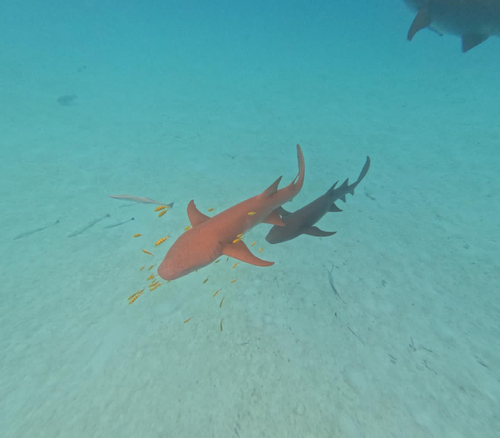 Nebrius ferrugineus