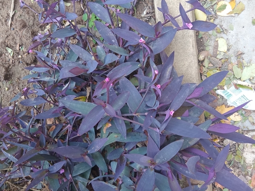 Purple Heart