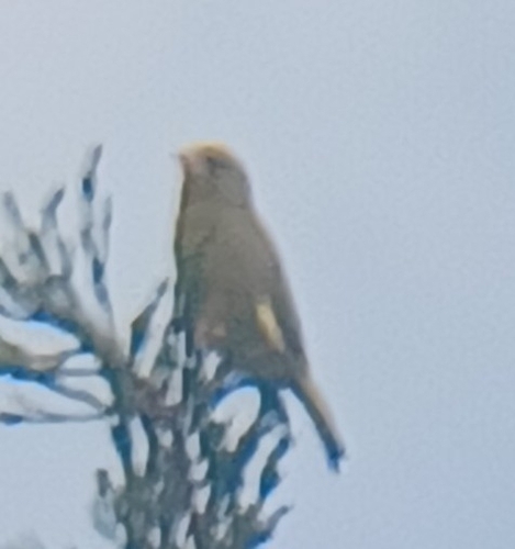 Avistamiento Chloris chloris