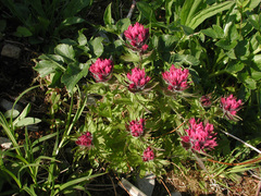Castilleja parviflora parviflora