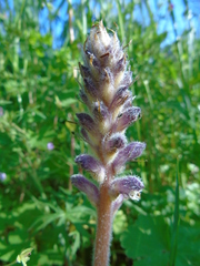 Orobanche pubescens