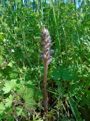 Orobanche pubescens