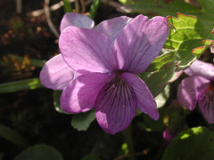 Viola langsdorffii