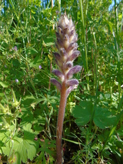 Orobanche pubescens