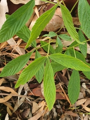 Flemingia parviflora