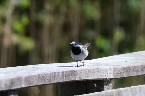 White Wagtail
