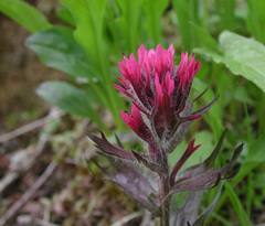 Castilleja parviflora parviflora
