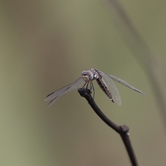 Palpopleura deceptor