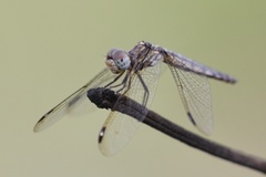 Palpopleura deceptor