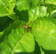 Riptortus linearis