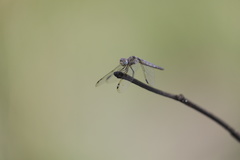 Palpopleura deceptor