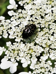 Oxythyrea noemi