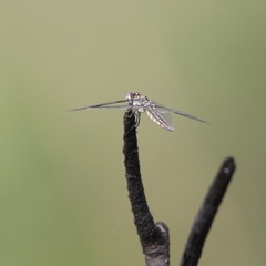 Palpopleura deceptor