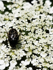 Oxythyrea noemi