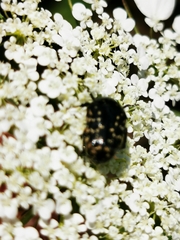 Oxythyrea noemi