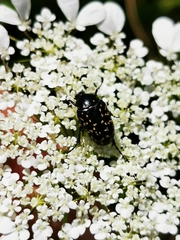Oxythyrea noemi
