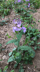 Orychophragmus violaceus