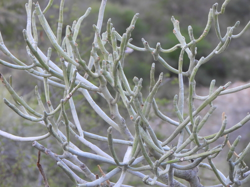 Euphorbia famatamboay, photograph 4