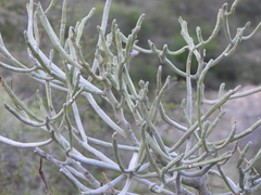 Euphorbia famatamboay, photograph (c) amantedarmanin, some rights reserved (CC BY)