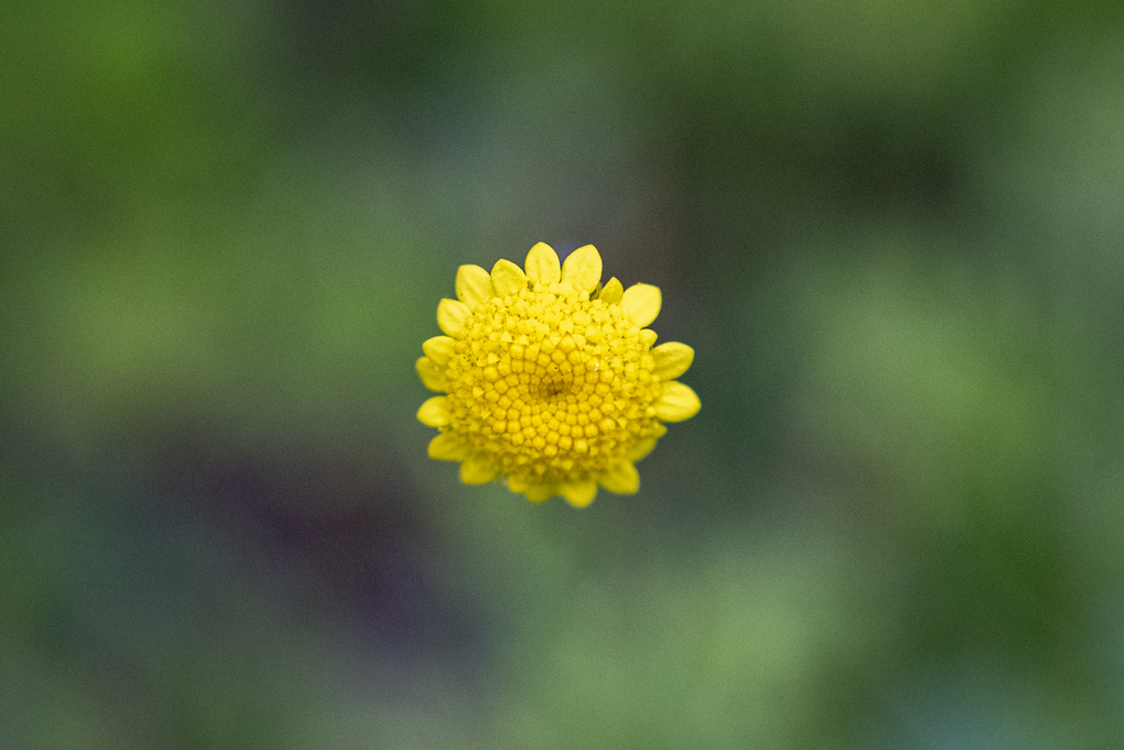 Cotula pruinosa; photograph (c) magriet b, some rights reserved (CC BY-SA)