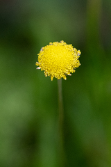 (c) magriet b, some rights reserved (CC BY-SA) Cotula pruinosa, photograph (c) magriet b, some rights reserved (CC BY-SA)
