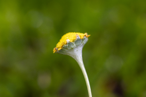 Cotula pruinosa, photograph 6