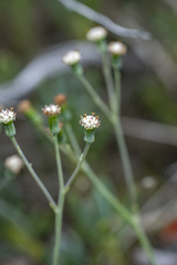 Curio crassulifolius, photograph (c) magriet b, some rights reserved (CC BY-SA)
