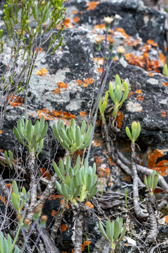 Curio crassulifolius, photograph 3