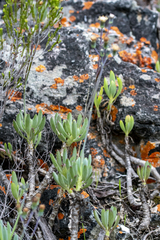 Curio crassulifolius, photograph (c) magriet b, some rights reserved (CC BY-SA)